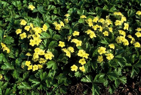 Waldsteinia ternata geen maat specificatie 0,55L/P9cm - afbeelding 7