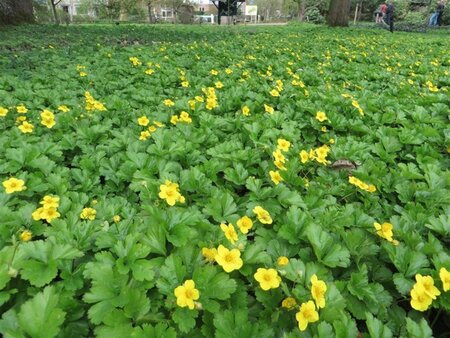 Waldsteinia ternata geen maat specificatie 0,55L/P9cm - afbeelding 6