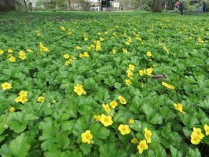 Waldsteinia ternata geen maat specificatie 0,55L/P9cm - afbeelding 6