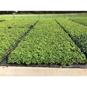 Waldsteinia ternata geen maat specificatie 0,55L/P9cm - afbeelding 2