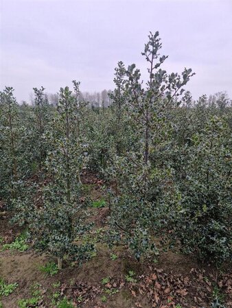 Ilex aquifolium 125-150 cm met kluit - afbeelding 3