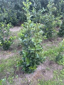 Ilex aquifolium 125-150 cm met kluit - afbeelding 8
