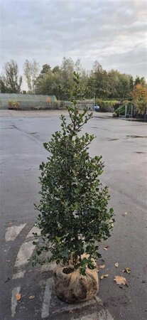 Ilex aquifolium 125-150 cm met kluit - afbeelding 7