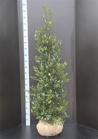 Ilex aquifolium 125-150 cm met kluit - afbeelding 5
