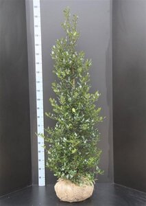Ilex aquifolium 125-150 cm met kluit - afbeelding 5