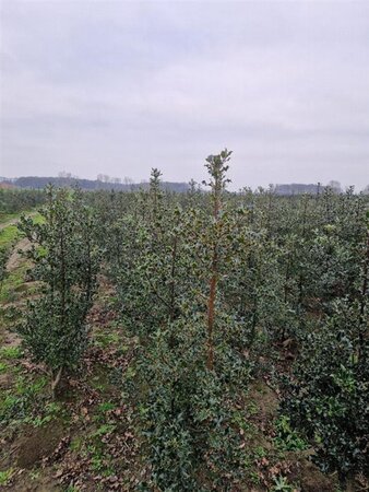 Ilex aquifolium 125-150 cm met kluit - afbeelding 15
