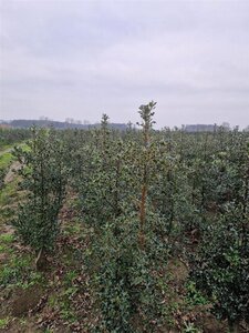 Ilex aquifolium 125-150 cm met kluit - afbeelding 15