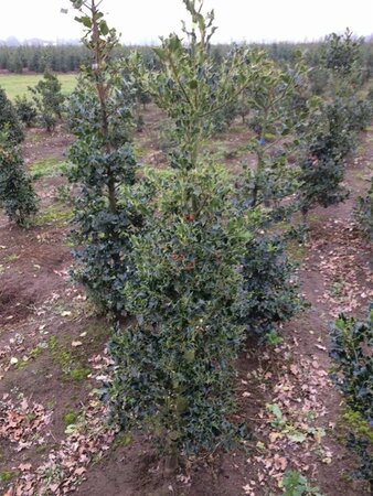 Ilex aquifolium 125-150 cm RB - image 8