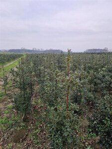 Ilex aquifolium 125-150 cm RB - image 2
