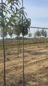 Castanea sat. 'Lyon' 6-8 Hoogstam wortelgoed - afbeelding 7