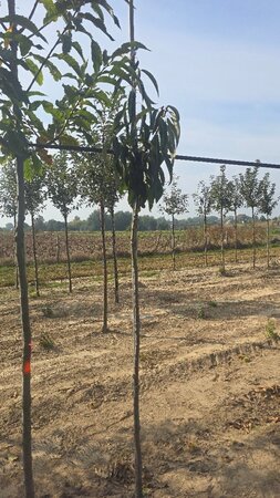 Castanea sat. 'Lyon' 6-8 STA BR - image 7