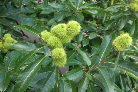 Castanea sat. 'Lyon' 6-8 STA BR - image 6