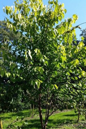 Castanea sat. 'Lyon' 8-10 STA4 BR - image 2