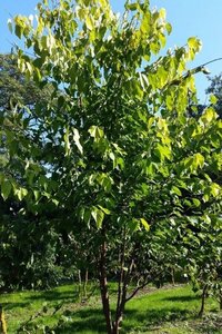 Castanea sat. 'Lyon' 8-10 STA4 BR - image 2