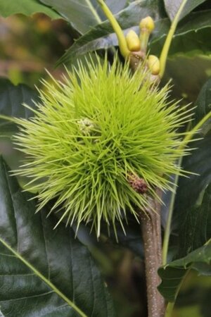 Castanea sat. 'Lyon' 8-10 STA4 BR - image 4
