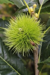 Castanea sat. 'Lyon' 8-10 STA4 BR - image 4