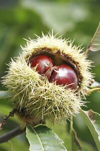 Castanea sat. 'Lyon' 8-10 STA4 BR - image 5