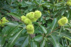 Castanea sat. 'Lyon' 8-10 STA4 BR - image 6