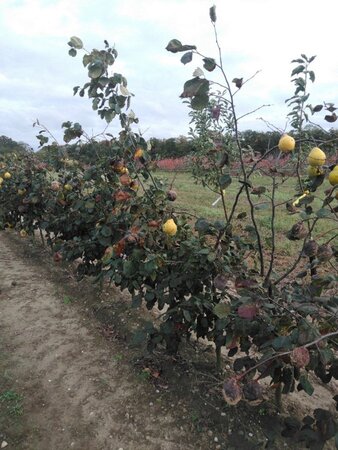 Cydonia o. 'Champion' 2jr. A kwal. wortelgoed struik - afbeelding 2