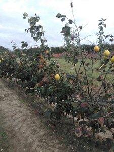 Cydonia o. 'Champion' 2jr. A kwal. wortelgoed struik - afbeelding 2