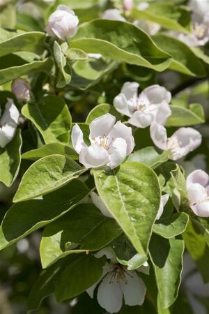 Cydonia o. 'Konstantinopeler' 6-8 HS BR - image 2