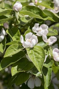 Cydonia o. 'Konstantinopeler' 6-8 HS BR - image 2