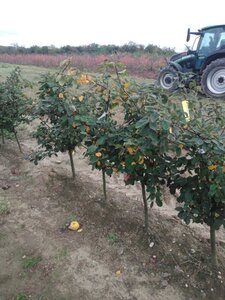 Cydonia o. 'Leskovacka' 2jr. A kwal. wortelgoed struik - afbeelding 6