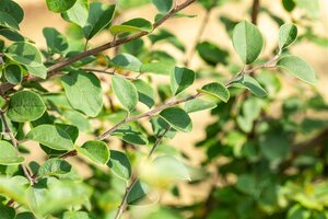 Cydonia o. 'Leskovacka' 2jr. A kwal. BR bushes - image 1