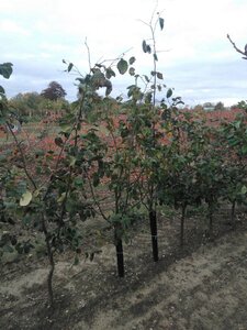 Cydonia o. 'Portugal' 2jr. A kwal. wortelgoed struik - afbeelding 3