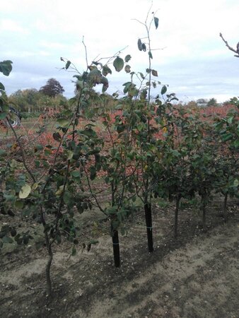 Cydonia o. 'Portugal' 2jr. A kwal. BR bushes - image 3