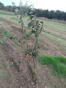 Cydonia o. 'Vranja' 2jr. A kwal. BR bushes - image 2