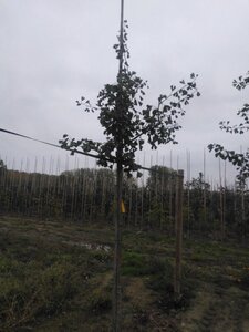 Ginkgo biloba 10-12 Hoogstam draadkluit - afbeelding 2
