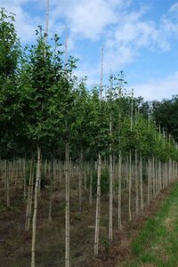 Ginkgo biloba 10-12 Hoogstam draadkluit - afbeelding 5