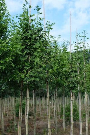 Ginkgo biloba 10-12 STA WRB - image 4