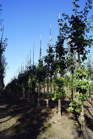 Ginkgo biloba 10-12 STA WRB - image 1