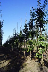 Ginkgo biloba 10-12 STA WRB