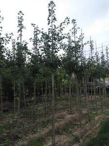 Ginkgo biloba 10-12 Hoogstam met kluit - afbeelding 3