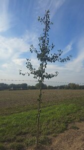 Ginkgo biloba 10-12 Hoogstam met kluit - afbeelding 2