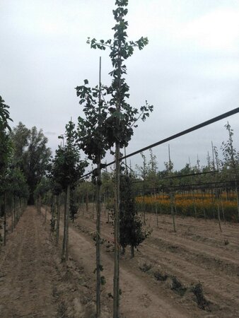 Ginkgo biloba 10-12 STA RB - image 4