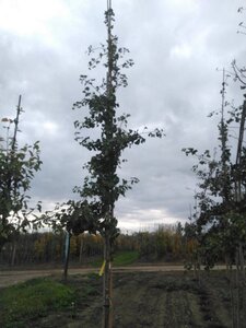 Ginkgo biloba 12-14 Hoogstam draadkluit 2 X verplant - afbeelding 5