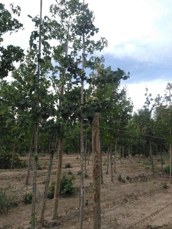 Ginkgo biloba 12-14 Hoogstam draadkluit 2 X verplant - afbeelding 2