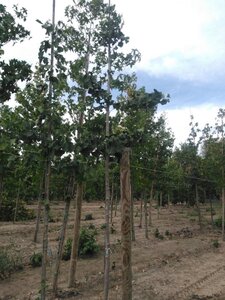 Ginkgo biloba 12-14 Hoogstam draadkluit 2 X verplant - afbeelding 2