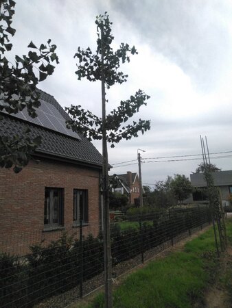 Ginkgo biloba 12-14 Hoogstam draadkluit 2 X verplant - afbeelding 3