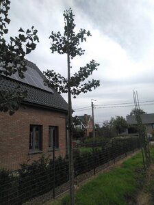 Ginkgo biloba 12-14 Hoogstam draadkluit 2 X verplant - afbeelding 3
