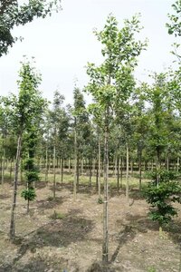 Ginkgo biloba 12-14 Hoogstam draadkluit 2 X verplant