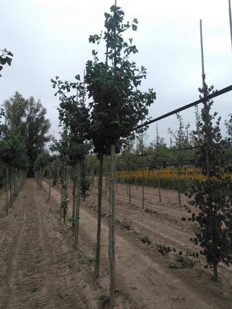 Ginkgo biloba 12-14 Hoogstam draadkluit 2 X verplant - afbeelding 4