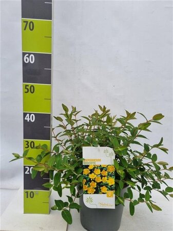 Ginkgo biloba 12-14 Hoogstam draadkluit 2 X verplant - afbeelding 4