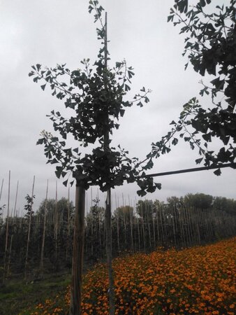 Ginkgo biloba 12-14 Hoogstam draadkluit 2 X verplant - afbeelding 6