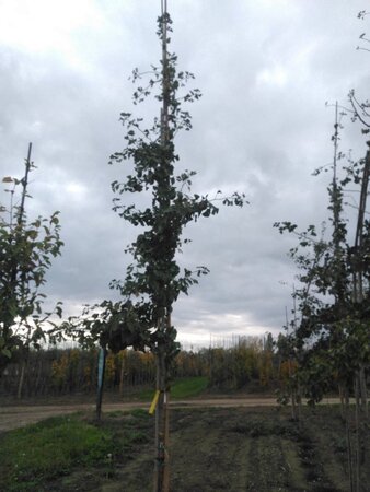 Ginkgo biloba 12-14 STA WRB 2 X V - image 5