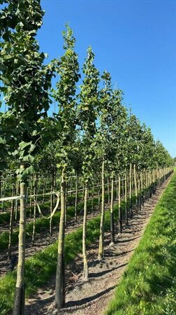 Ginkgo biloba 18-20 Hoogstam draadkluit 3 X verplant - afbeelding 6